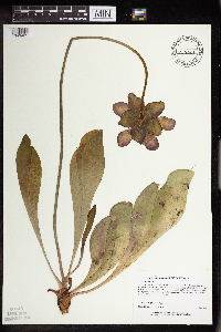 Sarracenia purpurea image