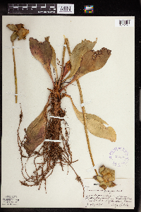 Sarracenia purpurea image