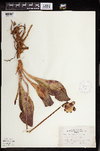 Sarracenia purpurea image
