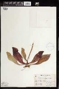 Sarracenia purpurea image