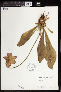 Sarracenia purpurea image