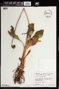 Sarracenia purpurea image