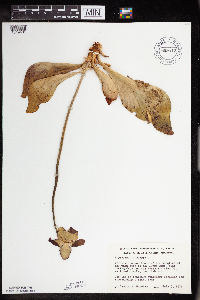 Sarracenia purpurea image