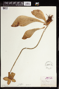 Sarracenia purpurea image