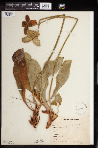 Sarracenia purpurea image