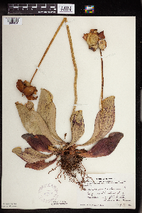 Sarracenia purpurea image