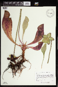 Sarracenia purpurea image