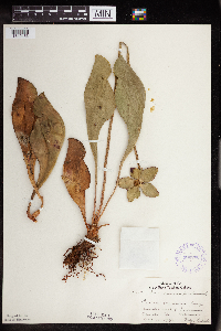 Sarracenia purpurea image