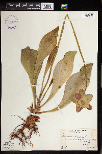 Sarracenia purpurea image