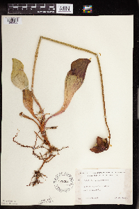 Sarracenia purpurea image