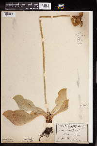 Sarracenia purpurea image