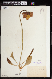 Sarracenia purpurea image