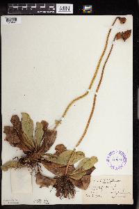 Sarracenia purpurea image