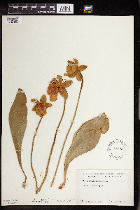 Sarracenia purpurea image