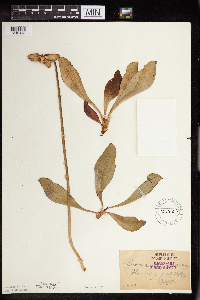 Sarracenia purpurea image