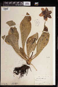 Sarracenia purpurea image
