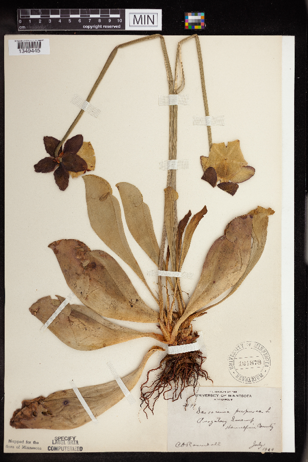Sarracenia purpurea image