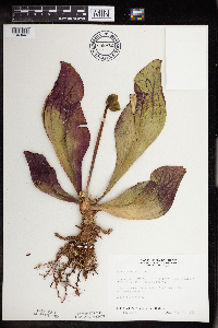 Sarracenia purpurea image