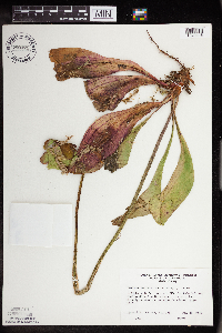 Sarracenia purpurea image