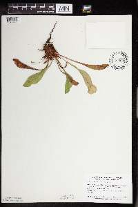 Sarracenia purpurea image