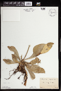 Sarracenia purpurea image