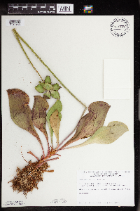 Sarracenia purpurea image