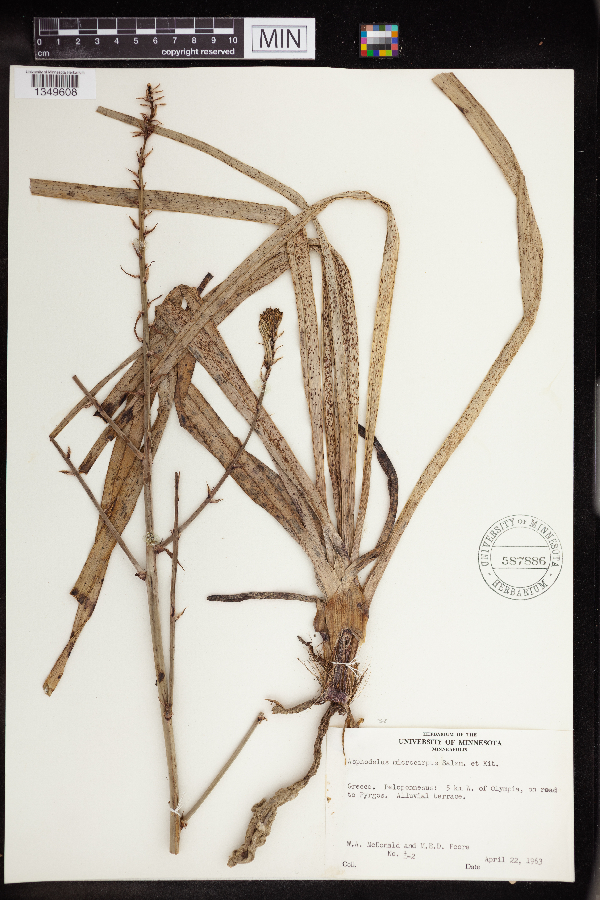 Asphodelus microcarpus image