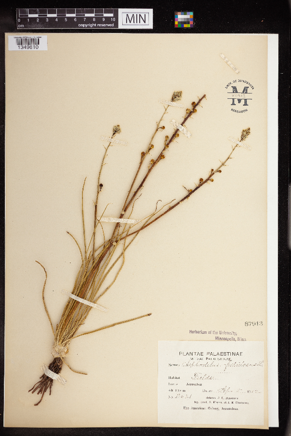 Asphodelus fistulosus image