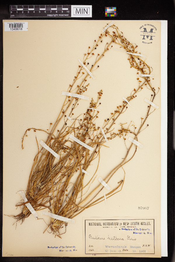Bulbine bulbosa image