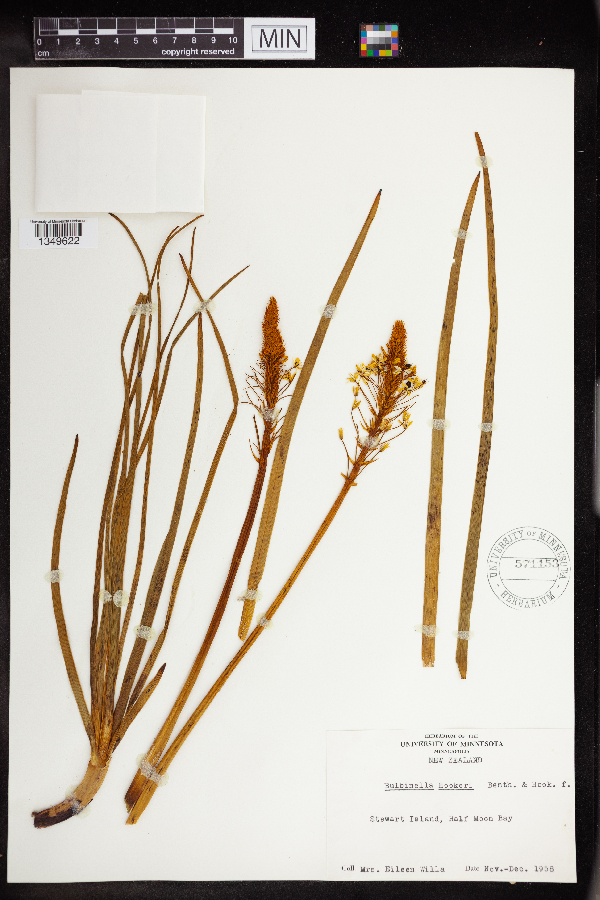 Bulbinella hookeri image