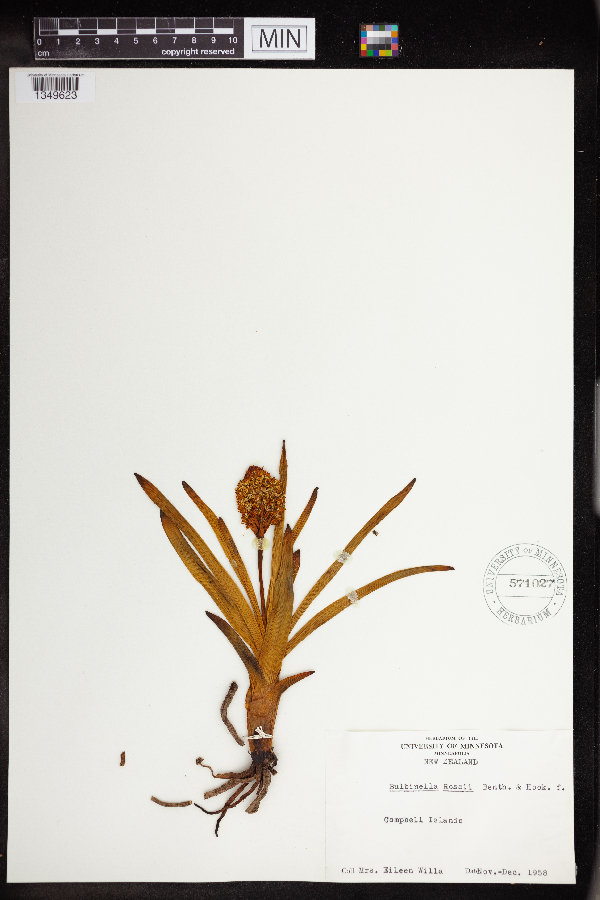 Bulbinella rossii image