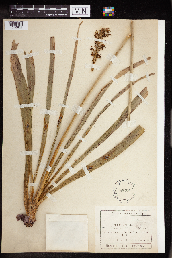 Eremurus spectabilis image