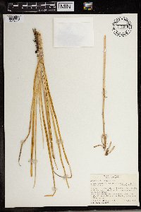 Thumbnail image of current specimen