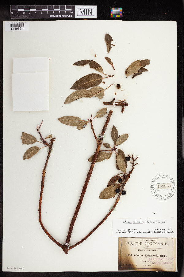 Arbutus xalapensis image