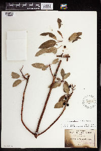Image of Arbutus xalapensis
