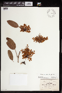 Image of Arbutus prunifolia
