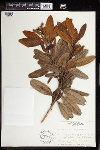 Image of Arctostaphylos arbutoides