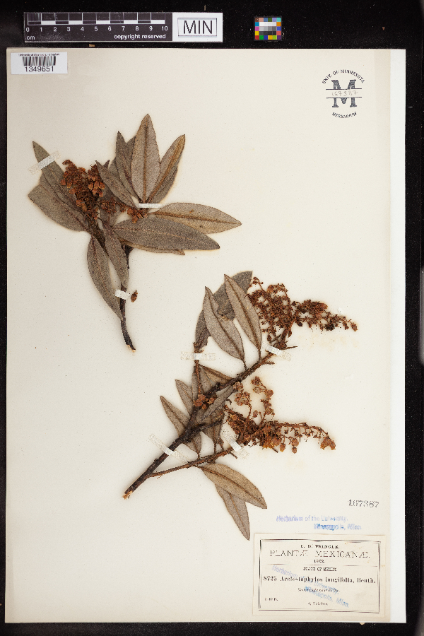 Comarostaphylis longifolia image