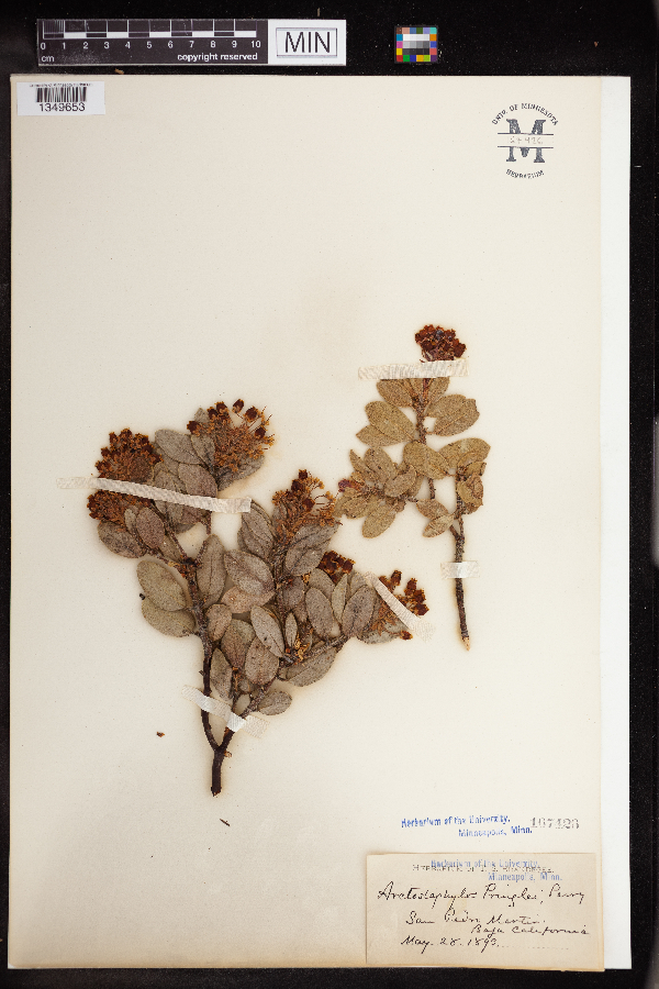 Arctostaphylos pringlei image