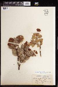 Image of Arctostaphylos pringlei