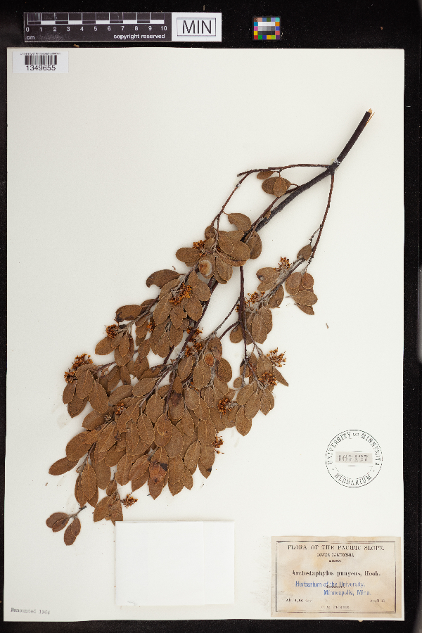 Arctostaphylos pungens image
