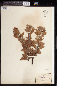 Arctostaphylos pungens image