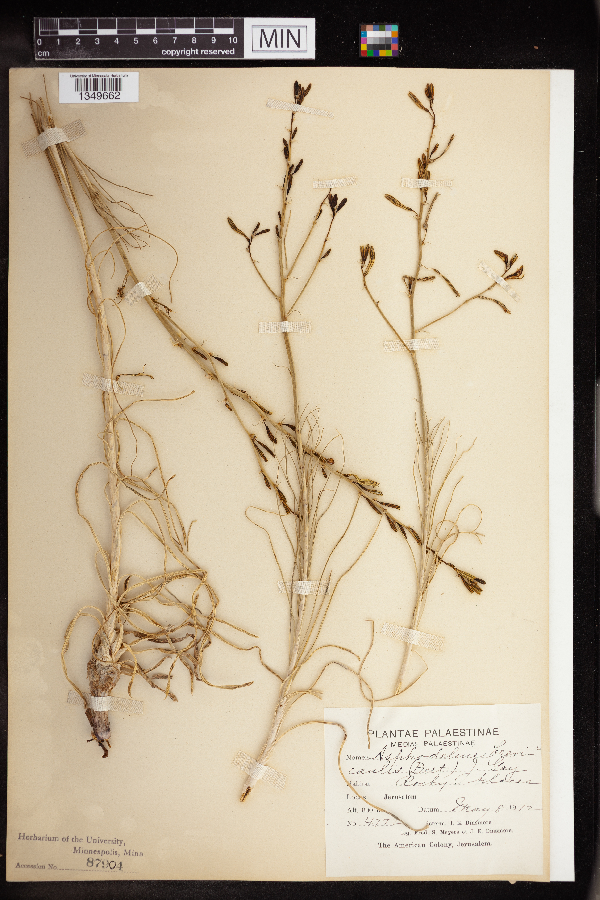 Asphodeline brevicaulis image