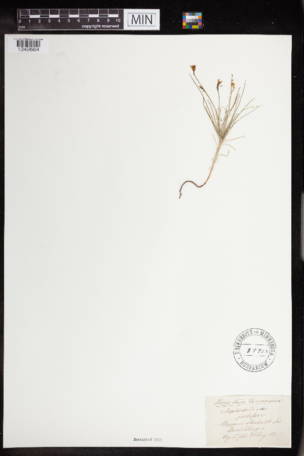 Asphodeline prolifera image