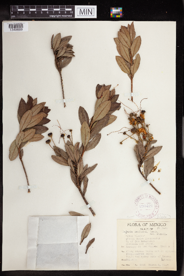 Bejaria aestuans image