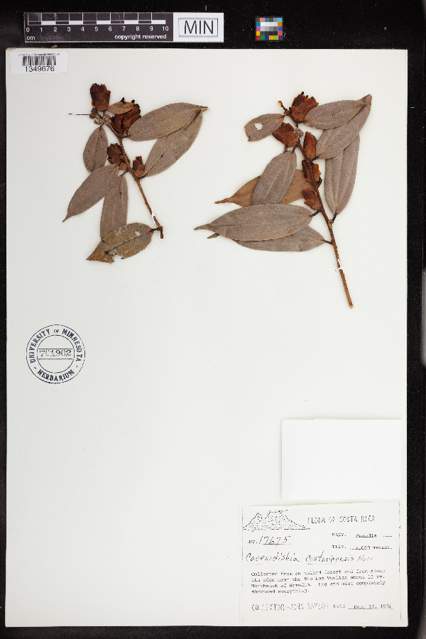 Cavendishia bracteata image