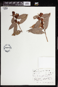 Image of Cavendishia bracteata