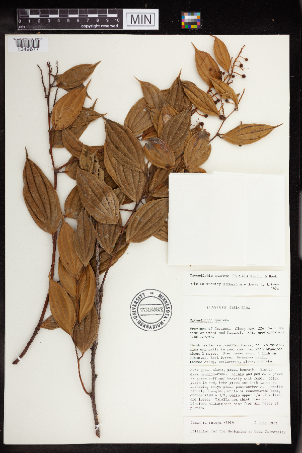 Cavendishia quereme image