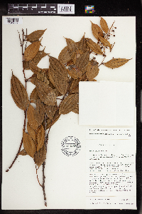 Image of Cavendishia quereme