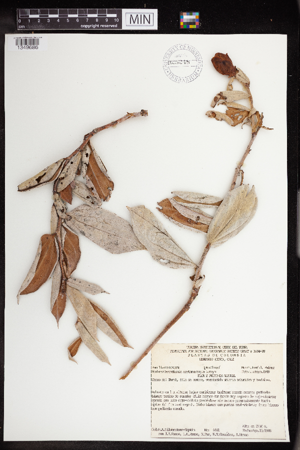 Cavendishia erythrostegia image